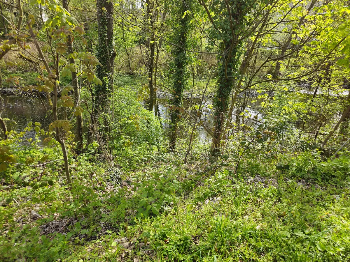 Die Ruhr in Arnsberg zwischen grünen Ufern